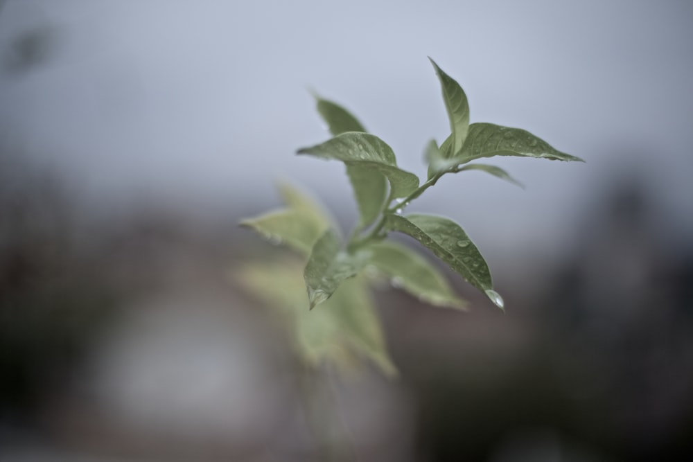 selective focus photography of green leafed plant