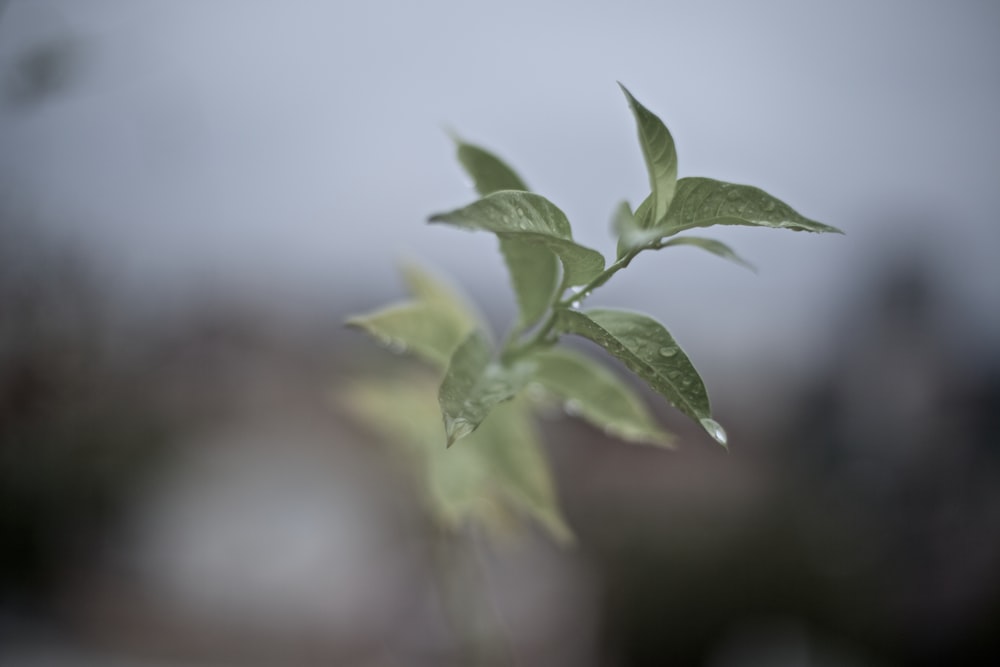 녹색 잎이 있는 식물의 선택적 초점 사진
