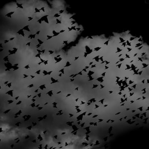 silhouette of flock of birds on sky