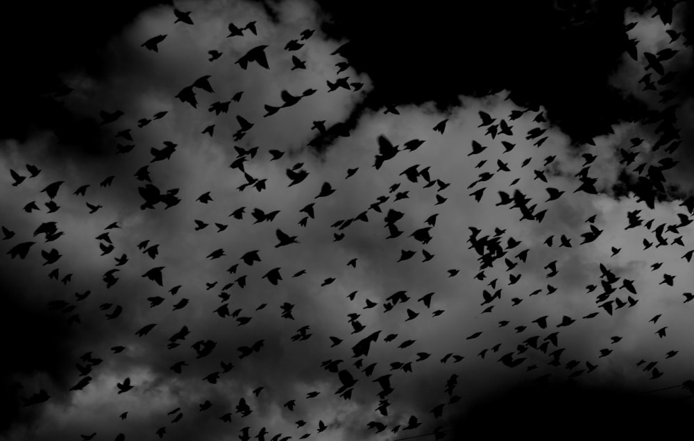 silhouette of flock of birds on sky