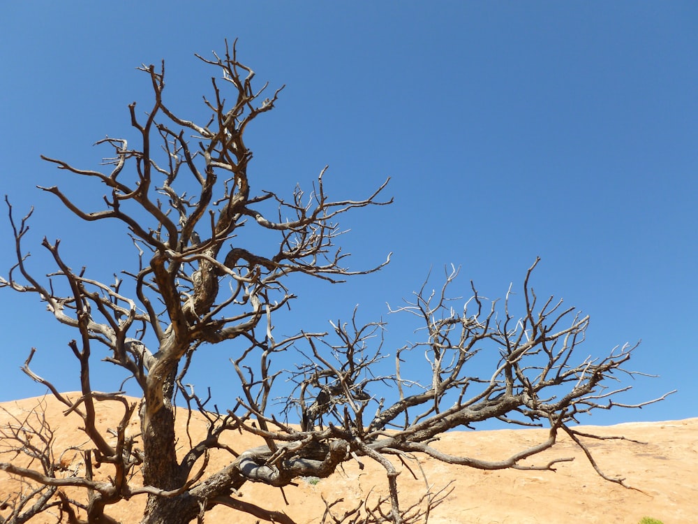 bare tree on landscape field