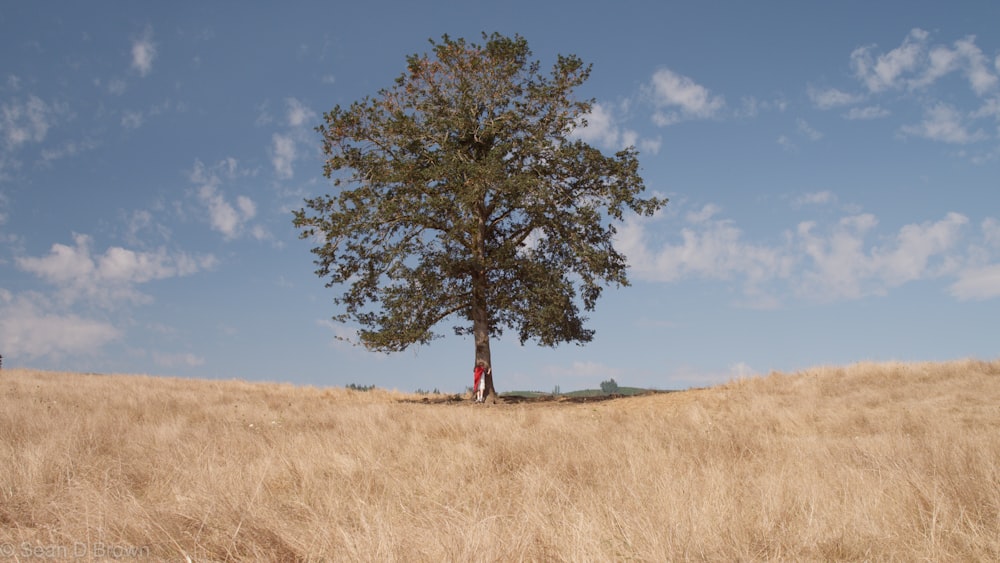 landscape photography of green leafed tree during daytime