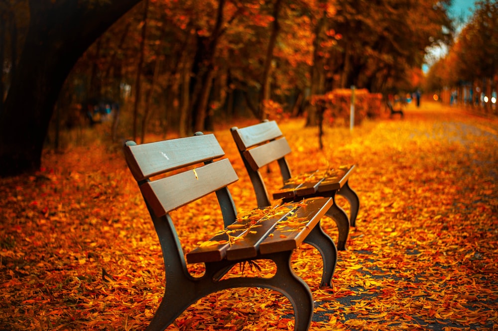 selective focus photography of two brown wooden benches