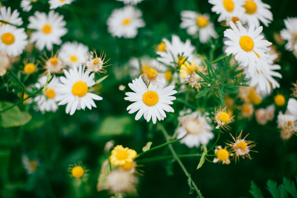 shallow shot of white daisies