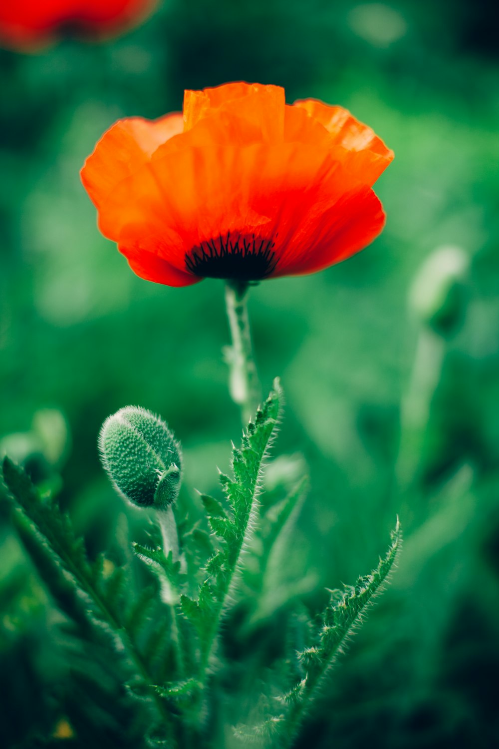 빨간 일반적인 양귀비 꽃 선택적 초점 phography