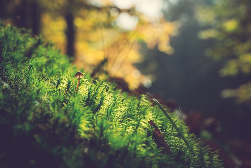 selective focus photography of green leafed plant