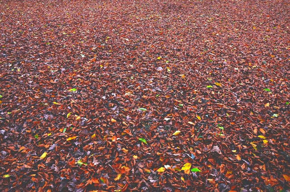 a field full of leaves with a tree in the background