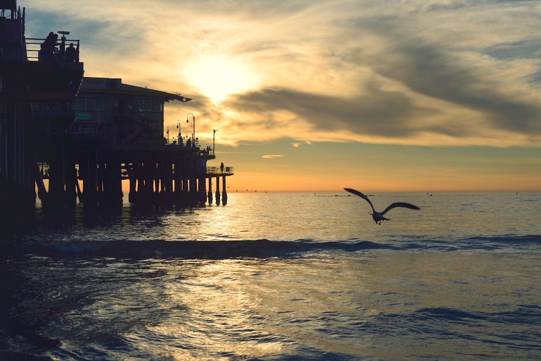 silhouette of bird flying during sunset