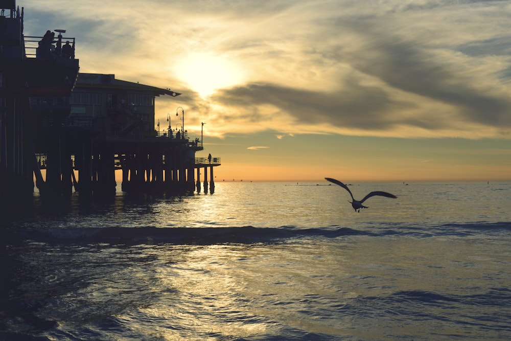 silhouette of bird flying during sunset