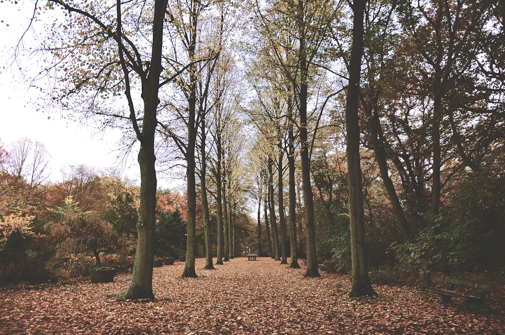 sentiero in mezzo agli alberi