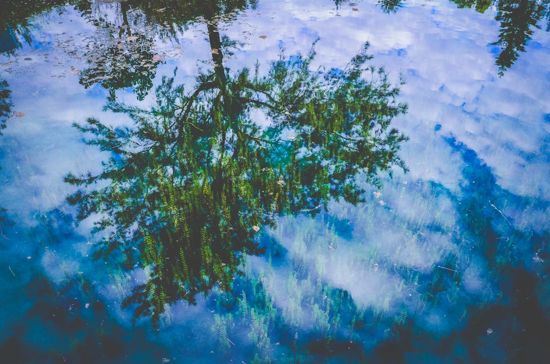 green leafed tree reflects on body of water