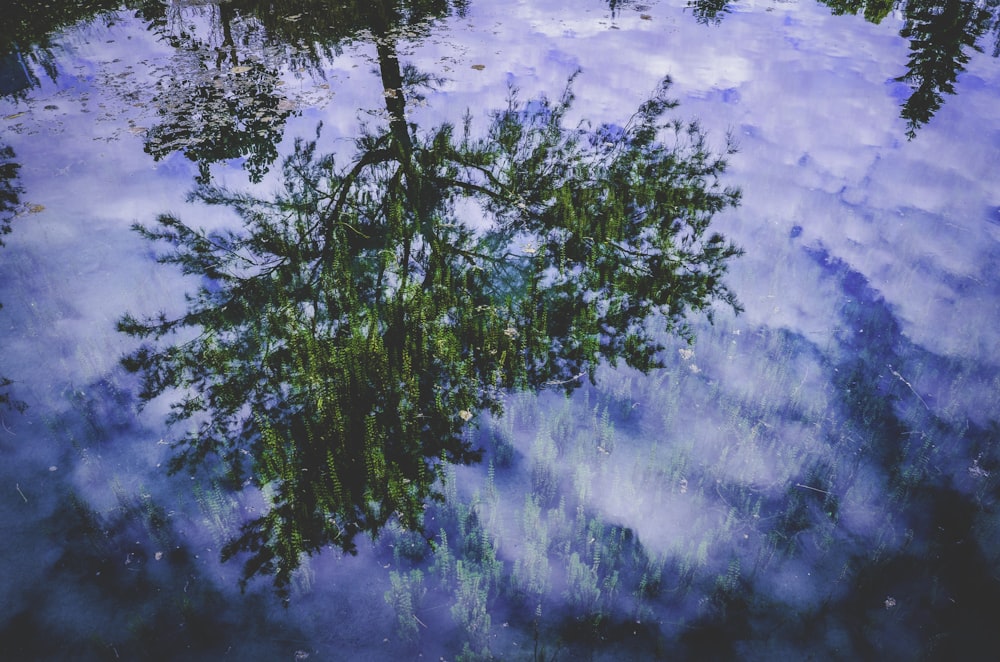 grün belaubter Baum spiegelt sich auf Gewässer