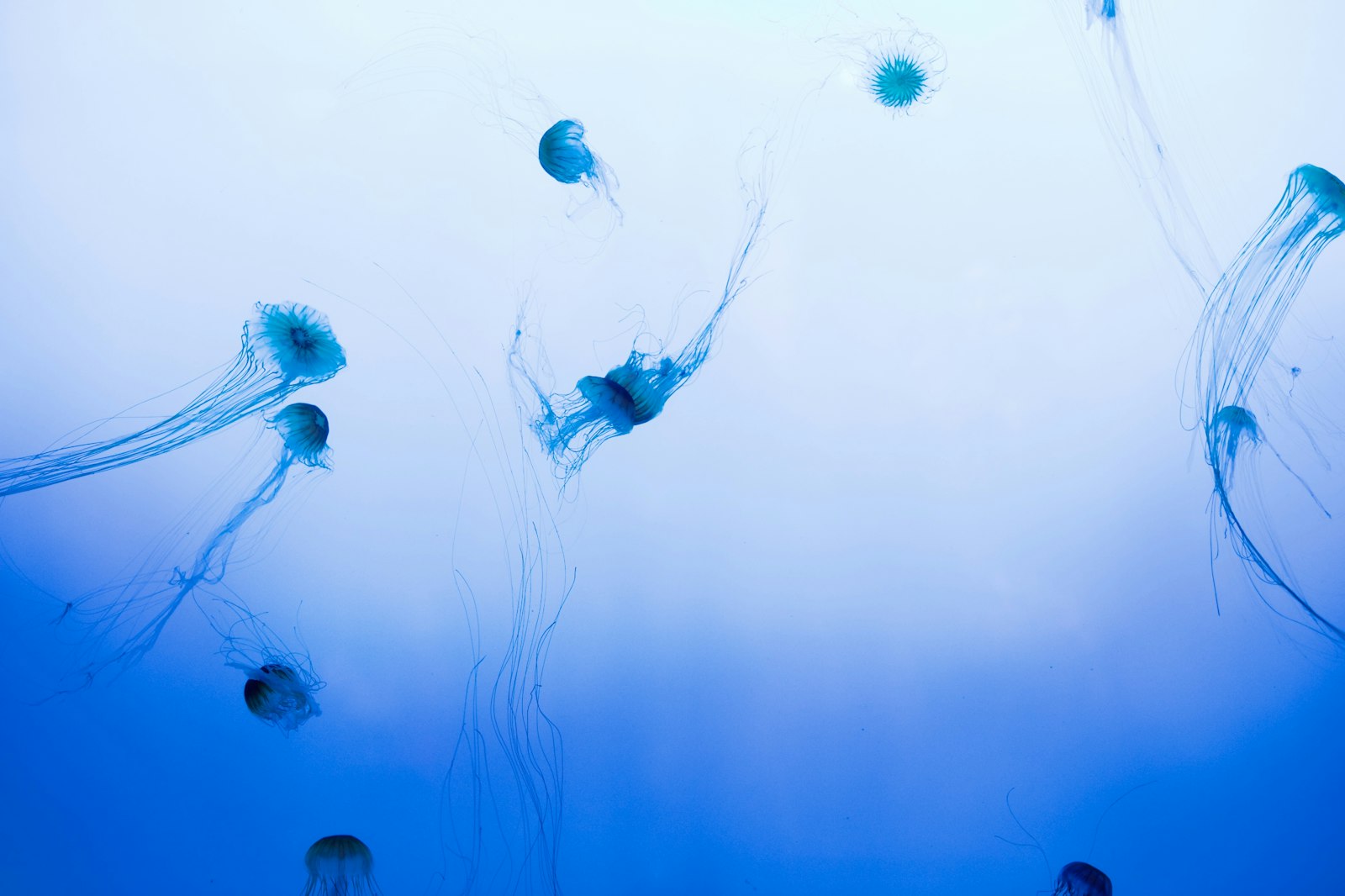 Nikon D700 sample photo. School of jellyfish swimming photography