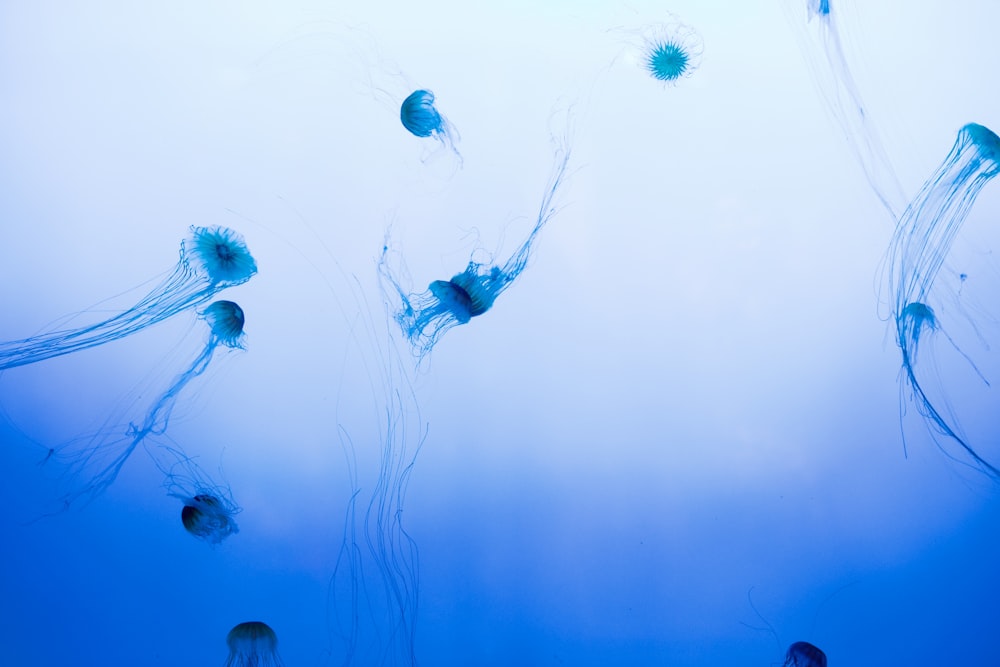 banco de medusas nadando en un cuerpo de agua