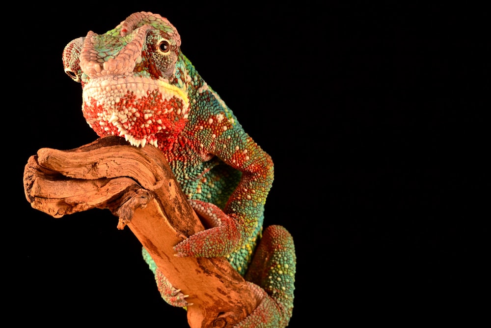 caméléon sur bois flotté brun