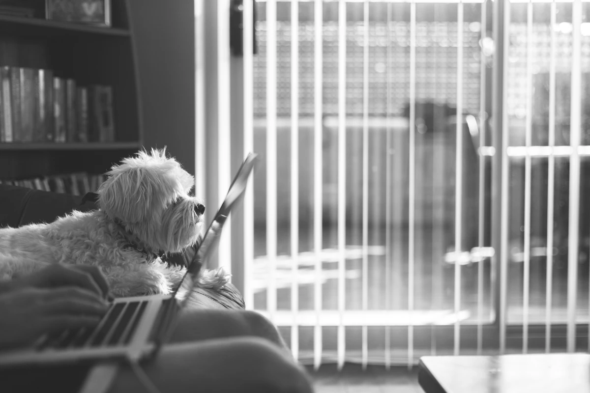 Chien trouvé et mis en sécurité