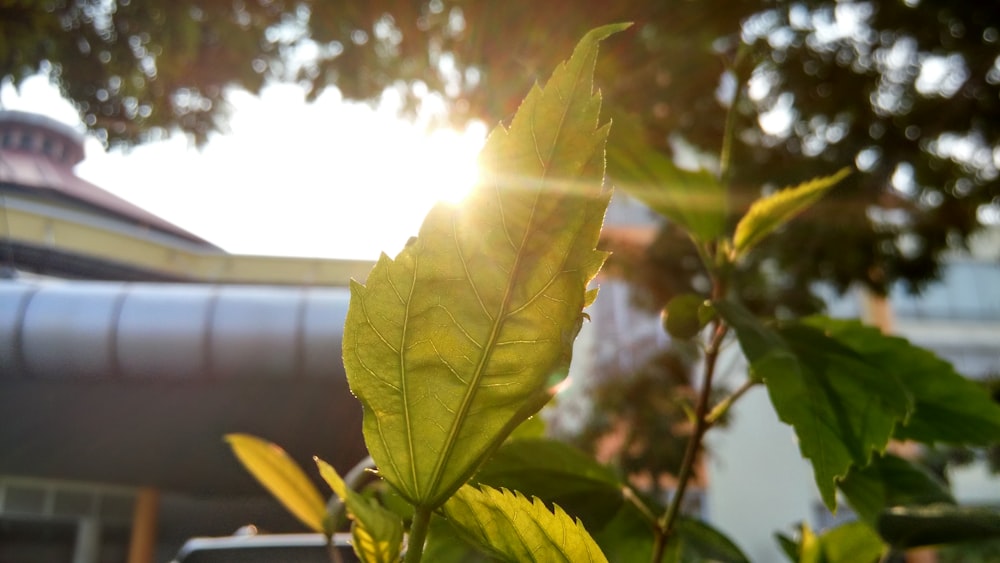 shinning light with green leaf sprout