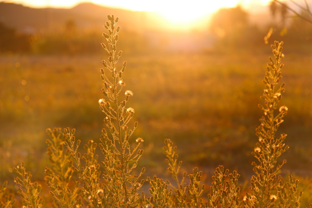 sun lighting grass field