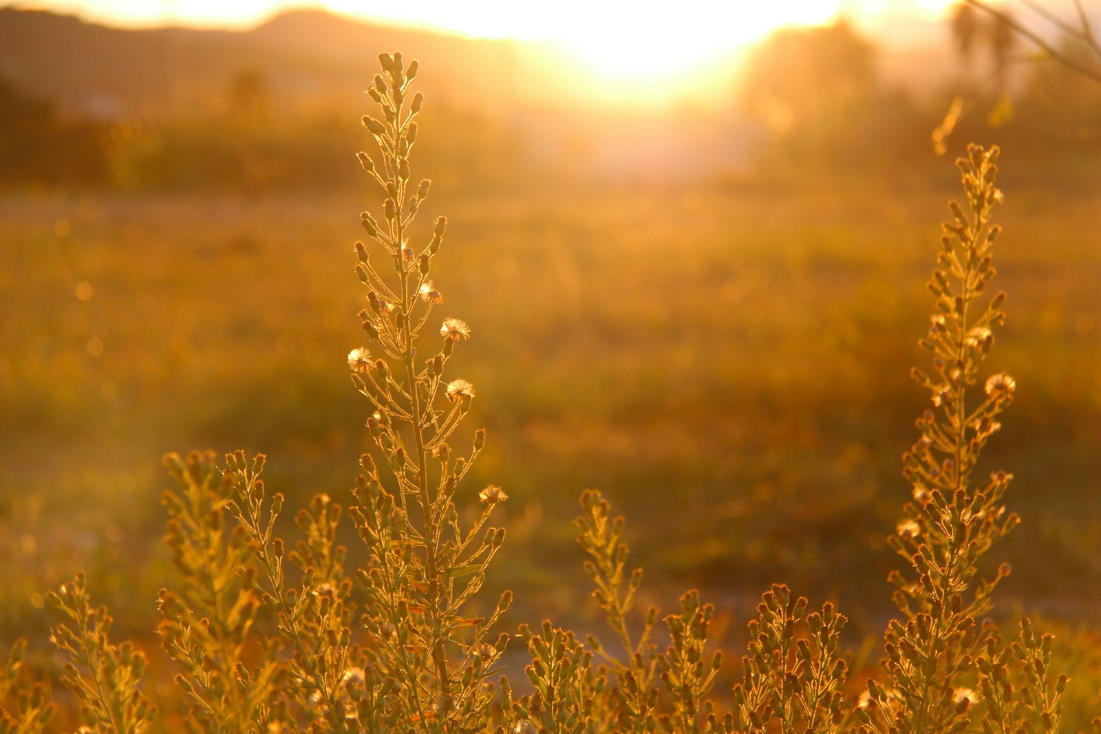 Canon EOS 700D (EOS Rebel T5i / EOS Kiss X7i) + Canon EF-S 18-200mm F3.5-5.6 IS sample photo. Sun lighting grass field photography