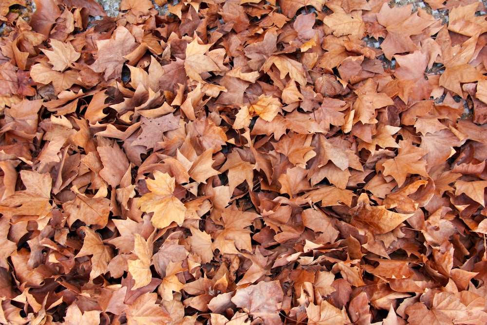 brown leaves