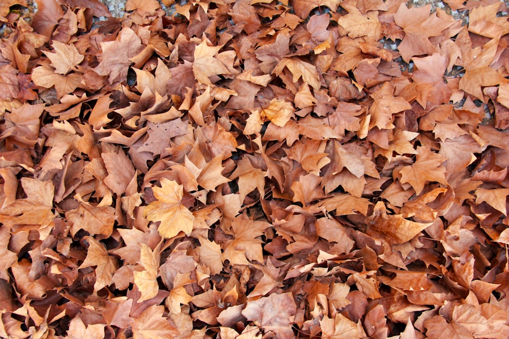 feuilles brunes