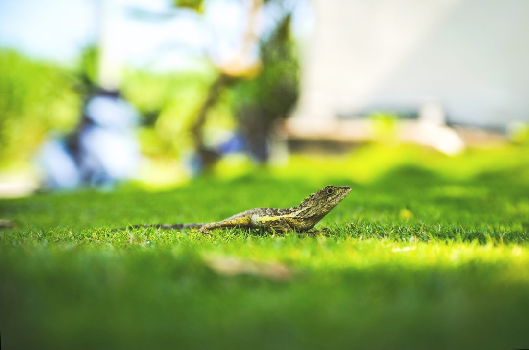 green reptile on grass in macro shot photography