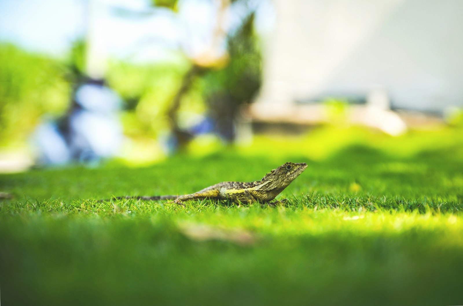 Tamron SP AF 17-50mm F2.8 XR Di II LD Aspherical (IF) sample photo. Green reptile on grass photography