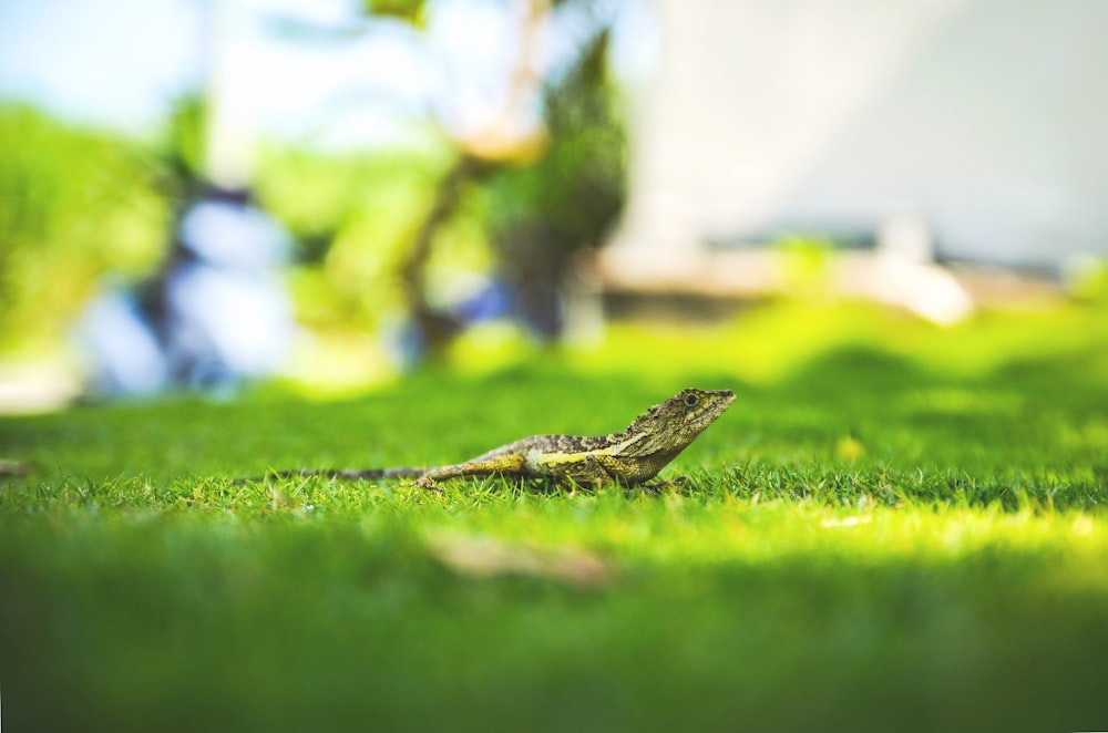 Grünes Reptil auf Gras in der Makrofotografie