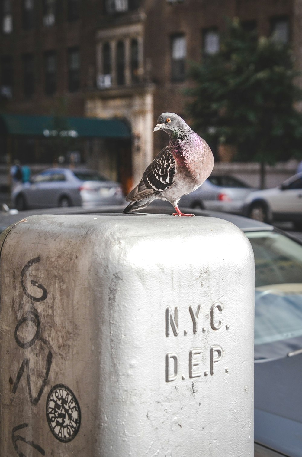 brown bird on gray slab