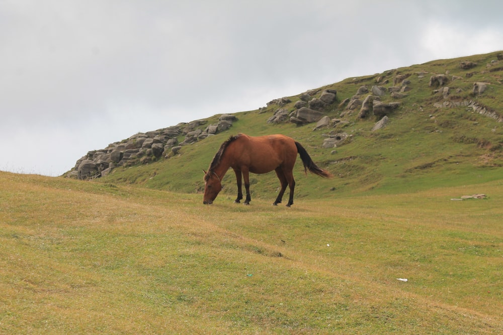 brown horse in middle of green grass field