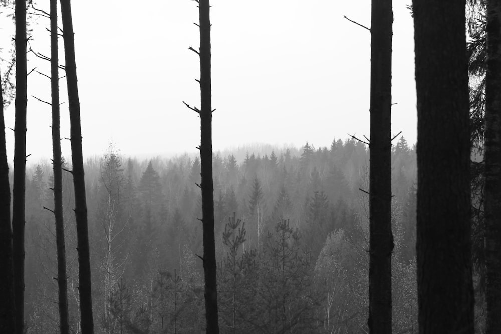 trees surrounded by fogs