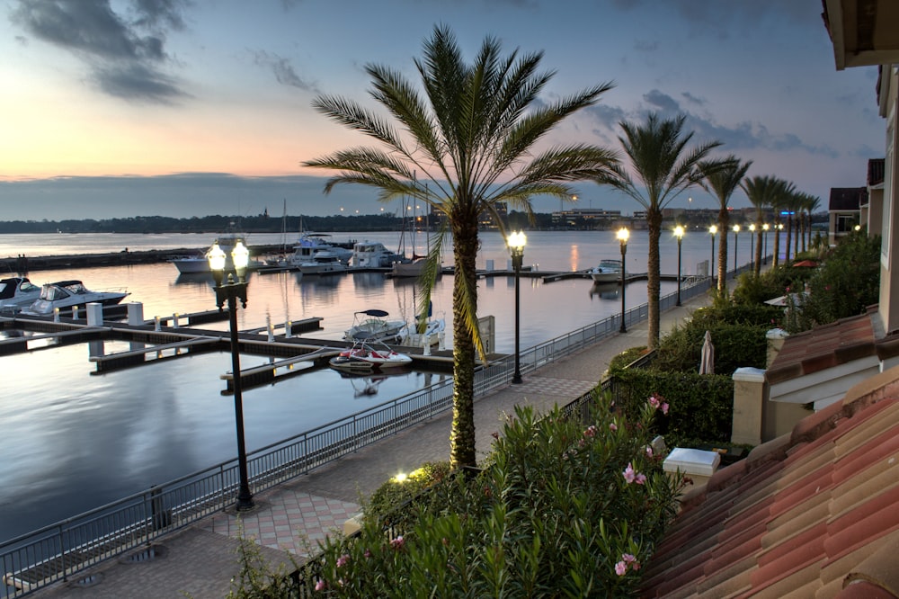 tall palm trees near sea with docks taken under white clouds