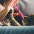 tabby cat touching person's palm