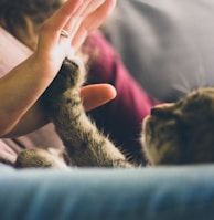 tabby cat touching person's palm