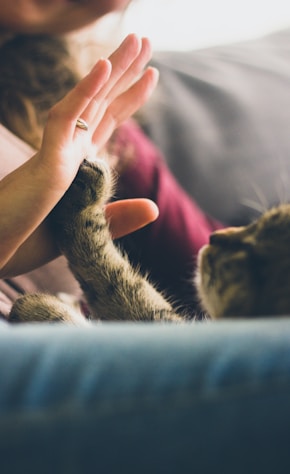 tabby cat touching person's palm