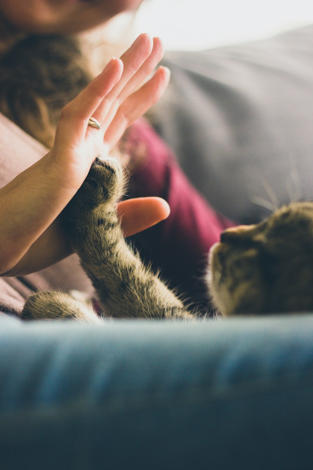人の手のひらに触れるぶち猫