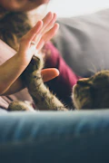 Pet Care