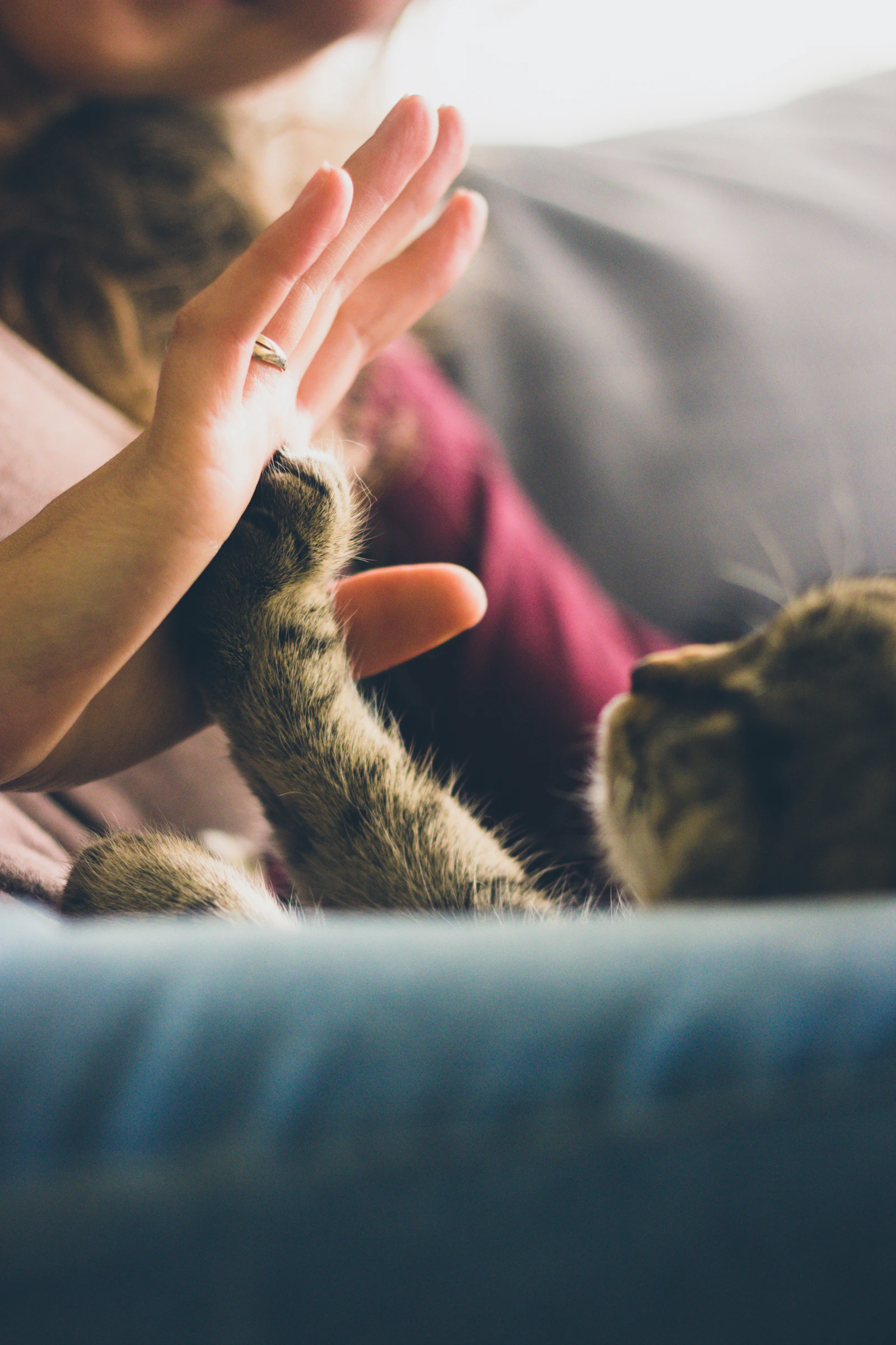 La zampa di un gatto batte il cinque a una mano