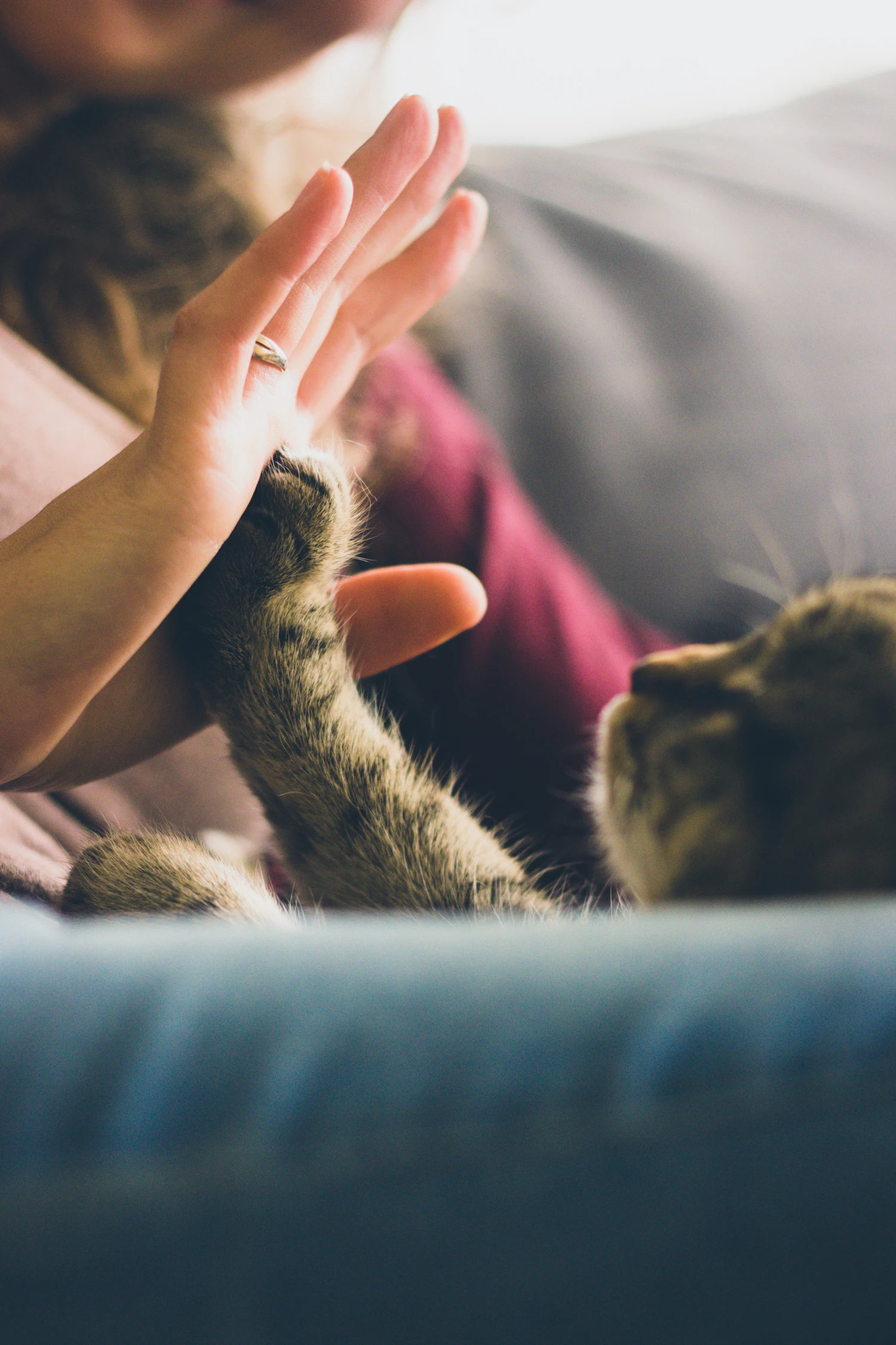 A person gently touching a tabby cat at home