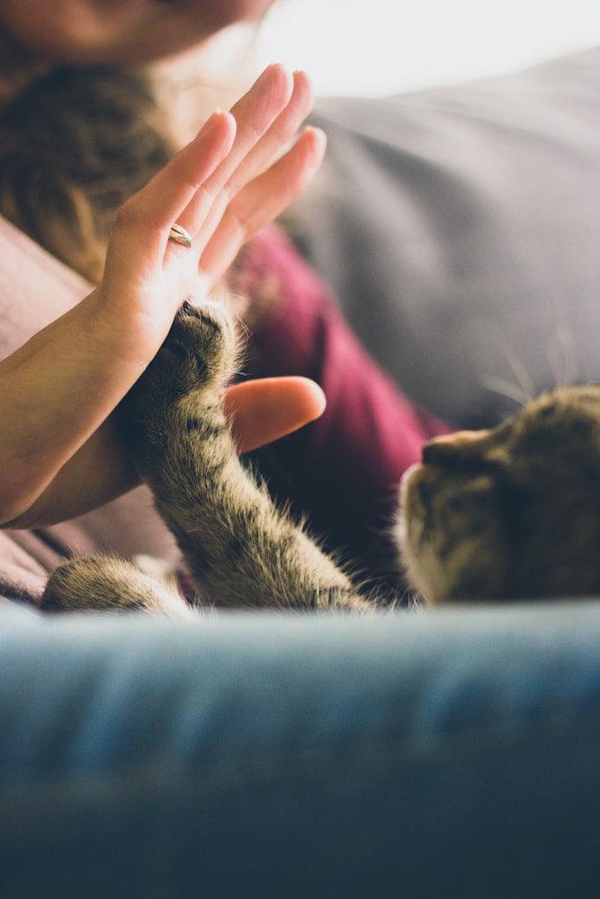 Veterinarian examining a cat