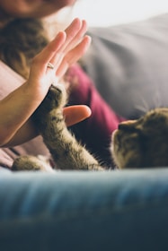 Cat being rescued