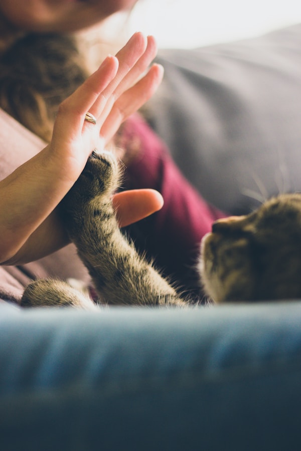 A simple moment as each week-end when i’m home with my wife and my little cat.by Jonas Vincent