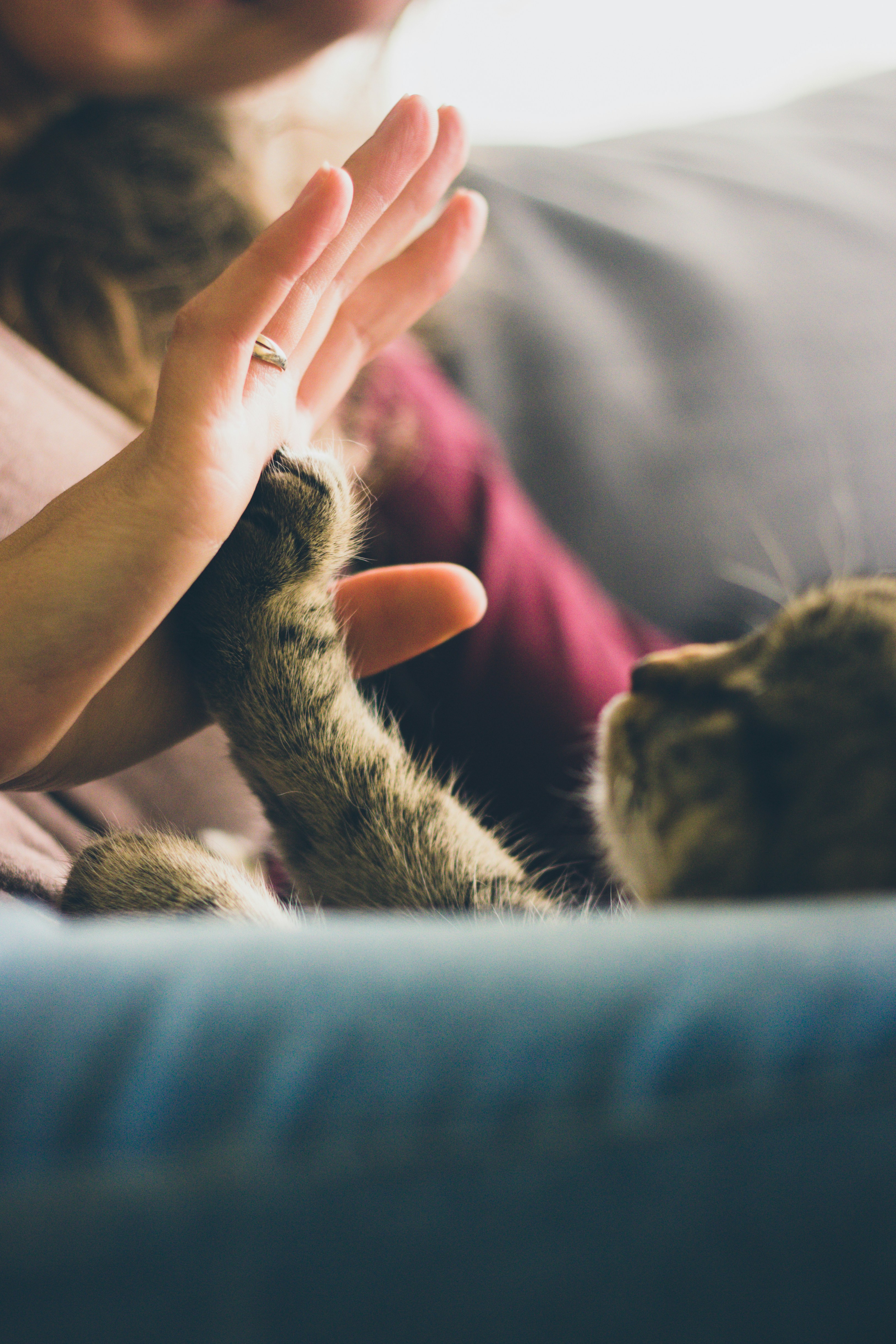 How to Keep Pets Safe Around Space Heaters