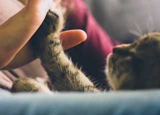 tabby cat touching person's palm