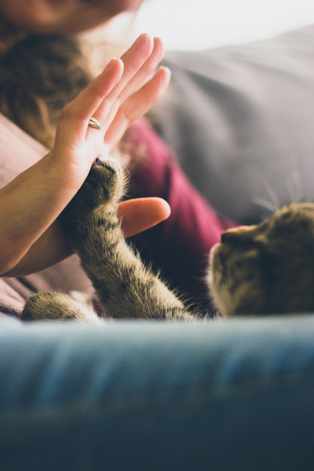 New research shows that cat love is REAL and cats can be securely attached to their owners. That and more science in this week's Learning! Roundup