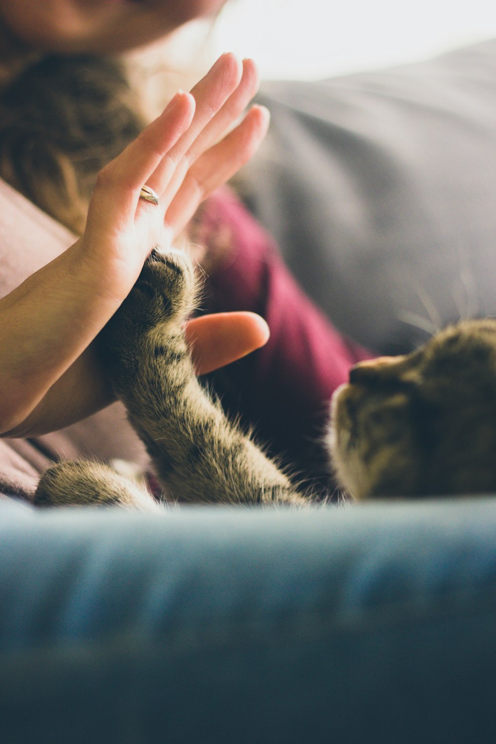 chat tigré touchant la paume de la personne