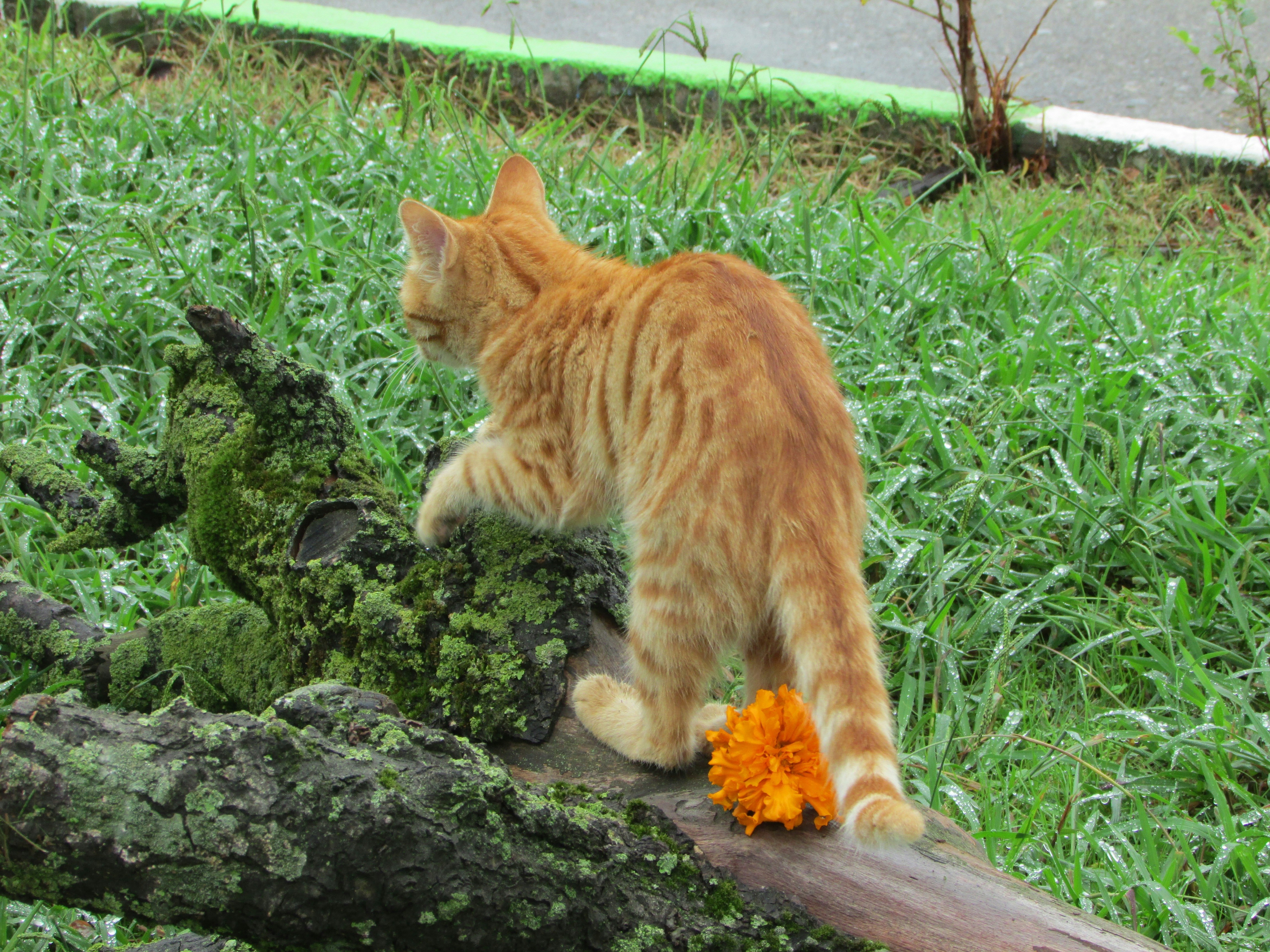 Free Unsplash photo from fredric yousef siar