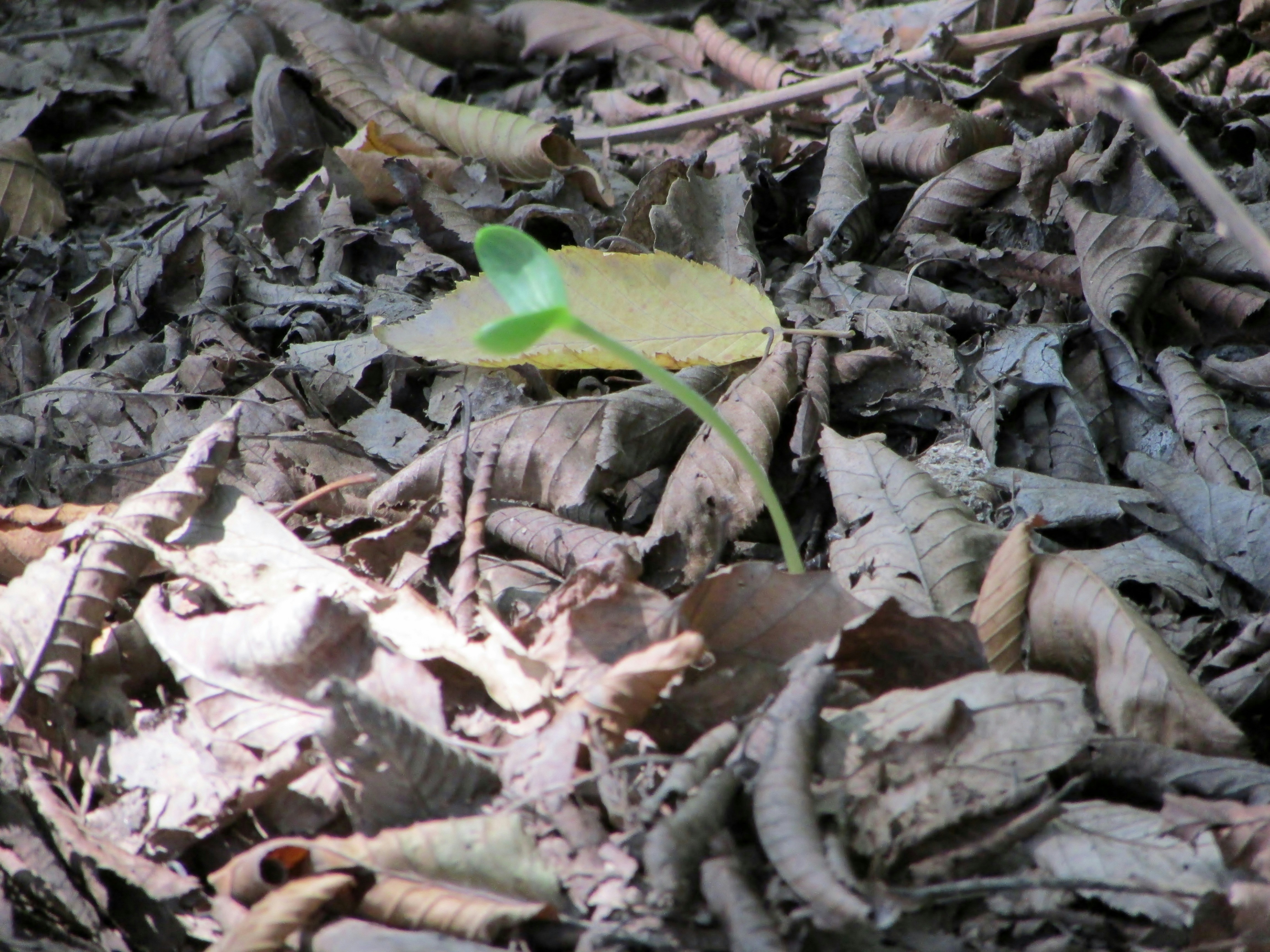 Free Unsplash photo from fredric yousef siar