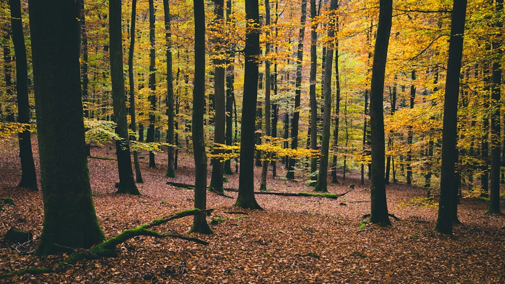 yellow leafed trees