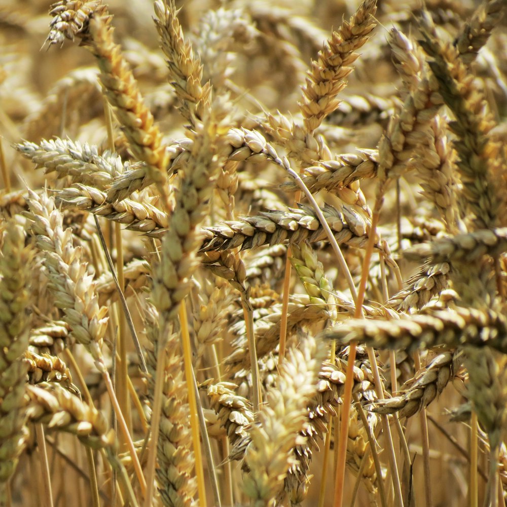 foto di messa a fuoco superficiale di grano marrone